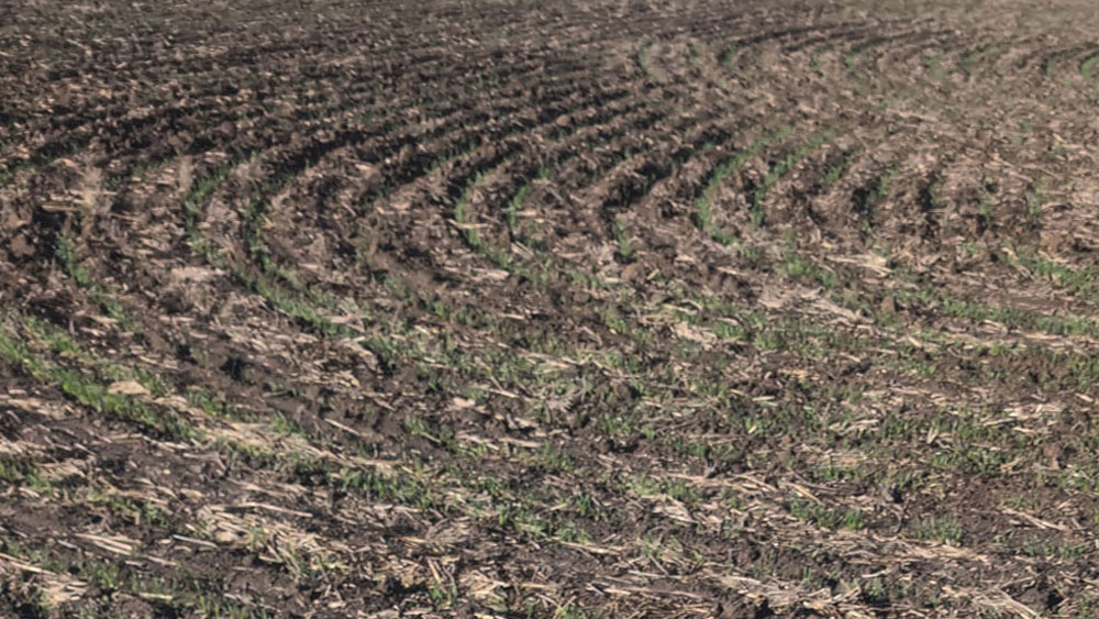 Ground truthing and GCP wheat crop